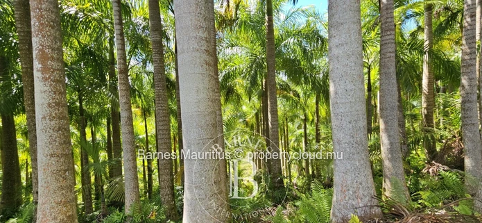 2 Bras - Agricultural Land - 31 Acres